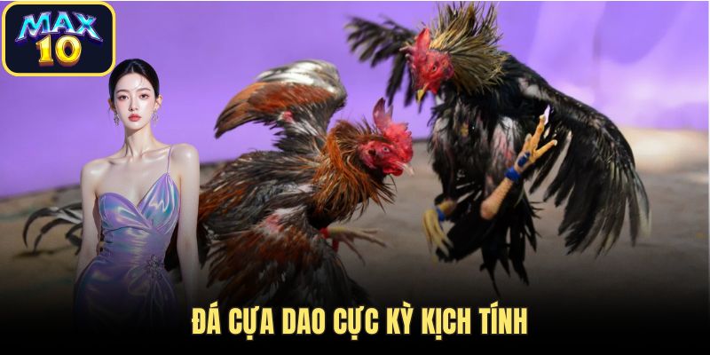 da ga max10 cua dao kich tich Đá cựa dao cực kỳ kịch tính