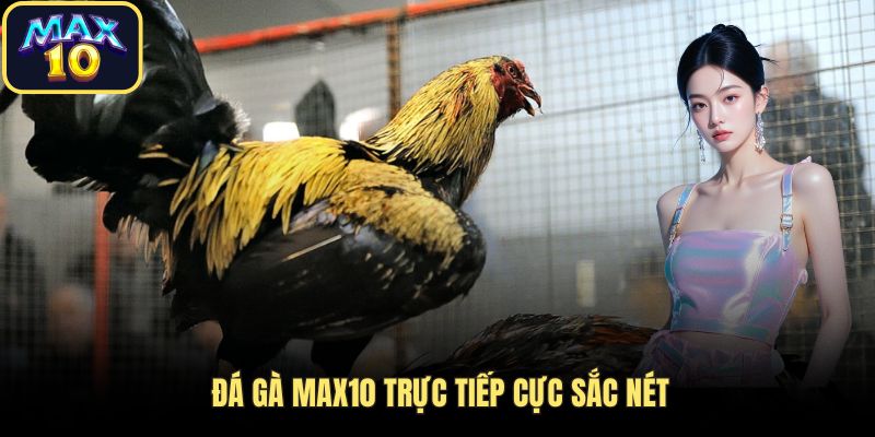 da ga max10 truc tiep sac net Đá gà Max10 trực tiếp cực sắc nét