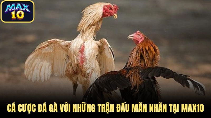 max10 da ga Cá cược đá gà với những trận đấu mãn nhãn tại Max10